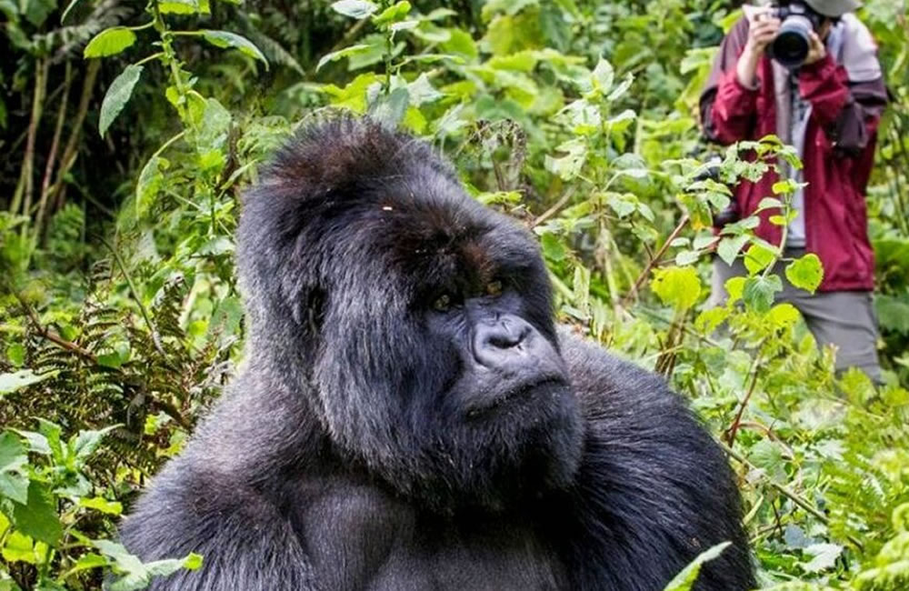 5 Things You Probably Don’t Know About Gorillas