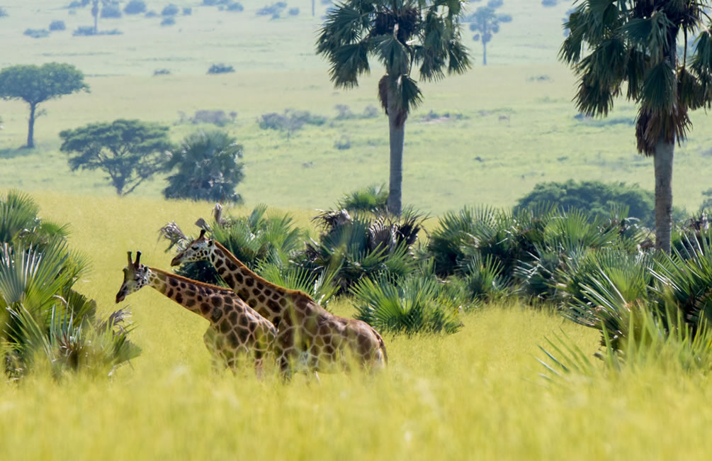 Uganda Giraffe